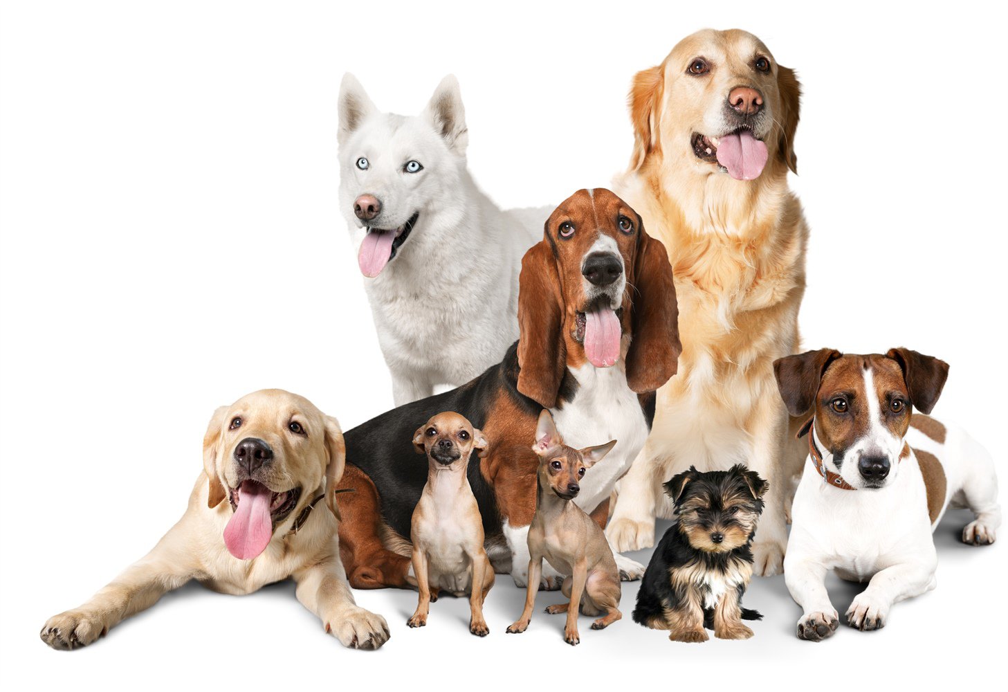 various types of dog breed together